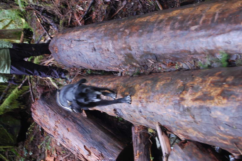 wrangell is scared of water crossings
