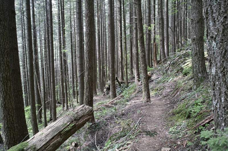 Don's Trail.  Kind of a neat section.
