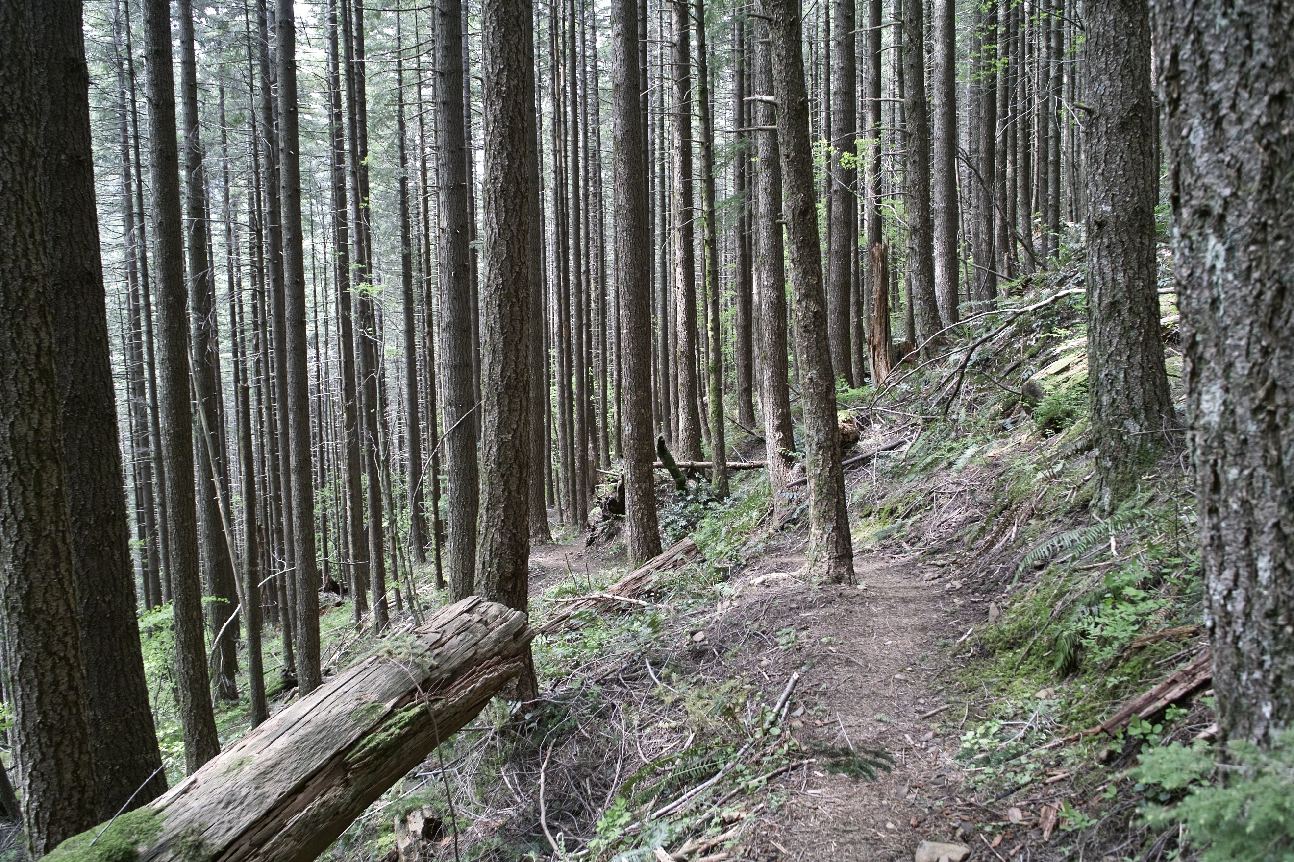 Don's Trail.  Kind of a neat section.