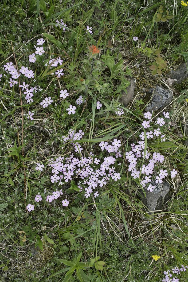 PHLOX. (maybe?)