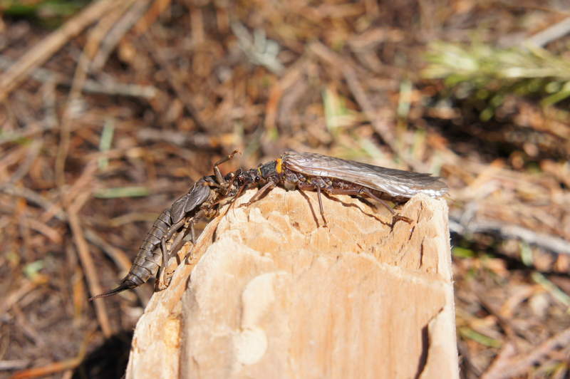 trout food. stonefly molting