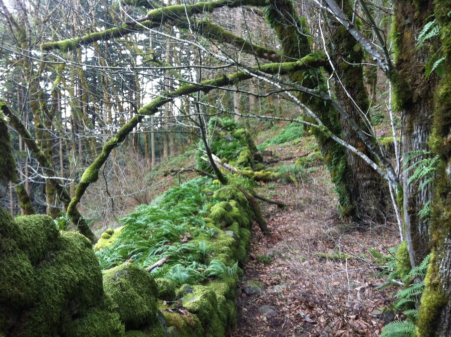 Photo from Gorge 400 Trail