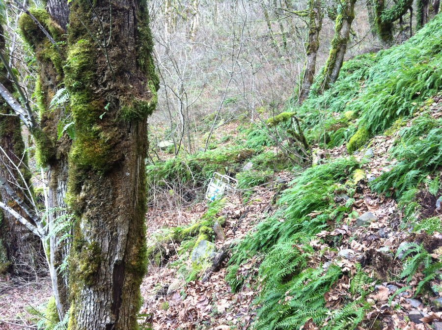 Photo from Gorge 400 Trail