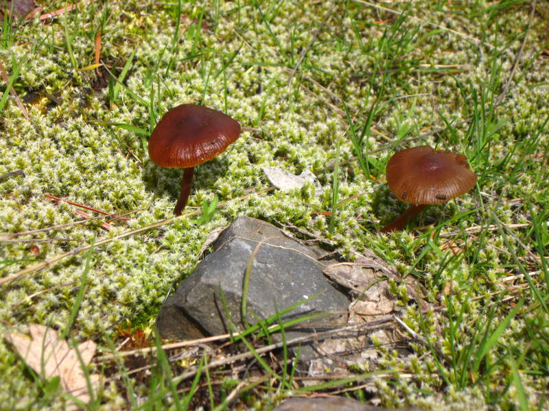 mushrooms along the rocky trail
