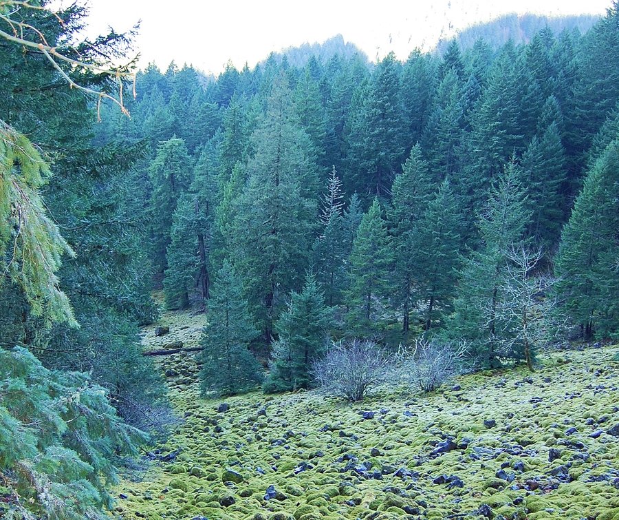 Photo from PCT to Herman Creek -Nick Eaton ridge to Indian Point
