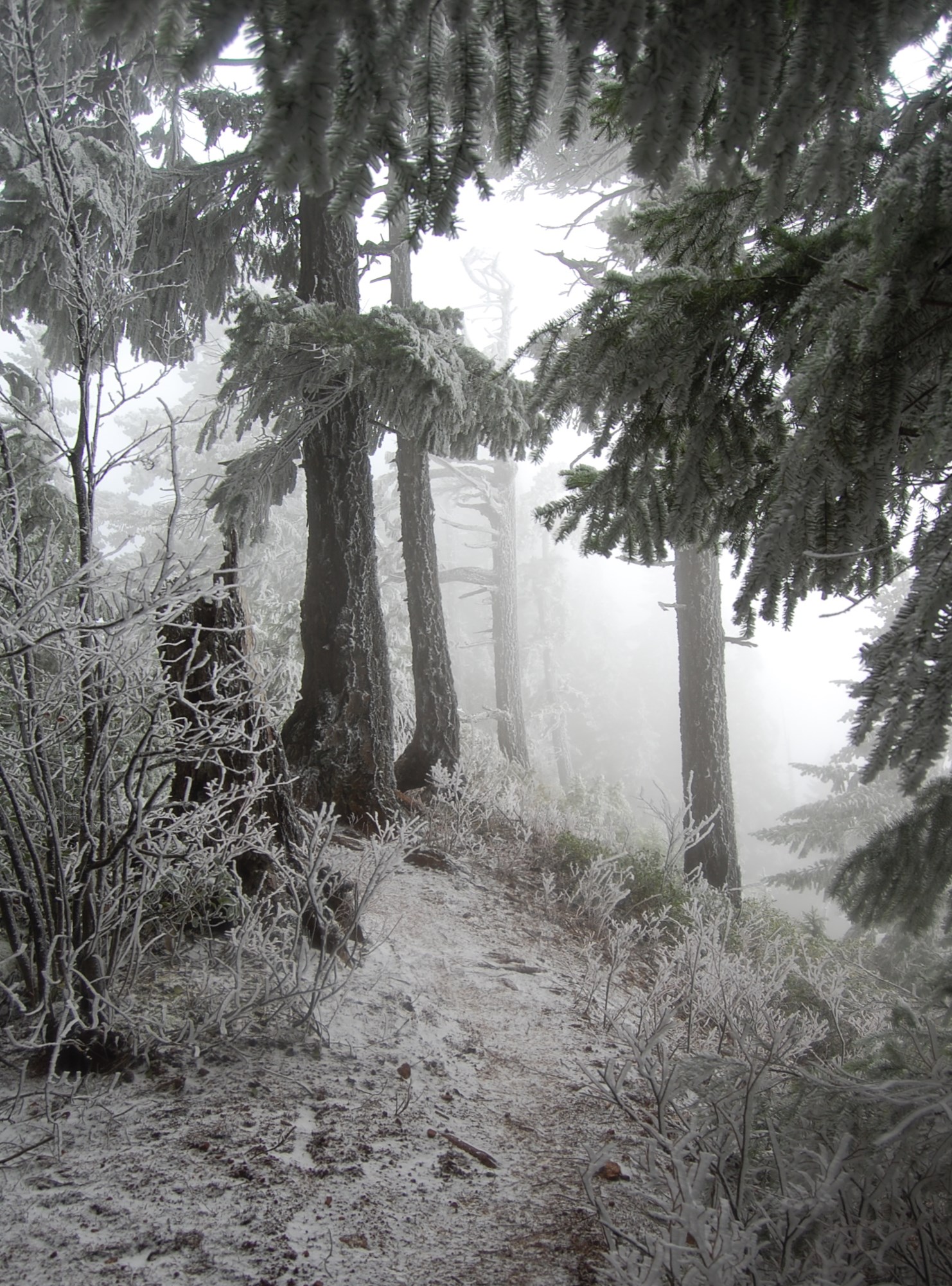 Photo from PCT to Herman Creek -Nick Eaton ridge to Indian Point