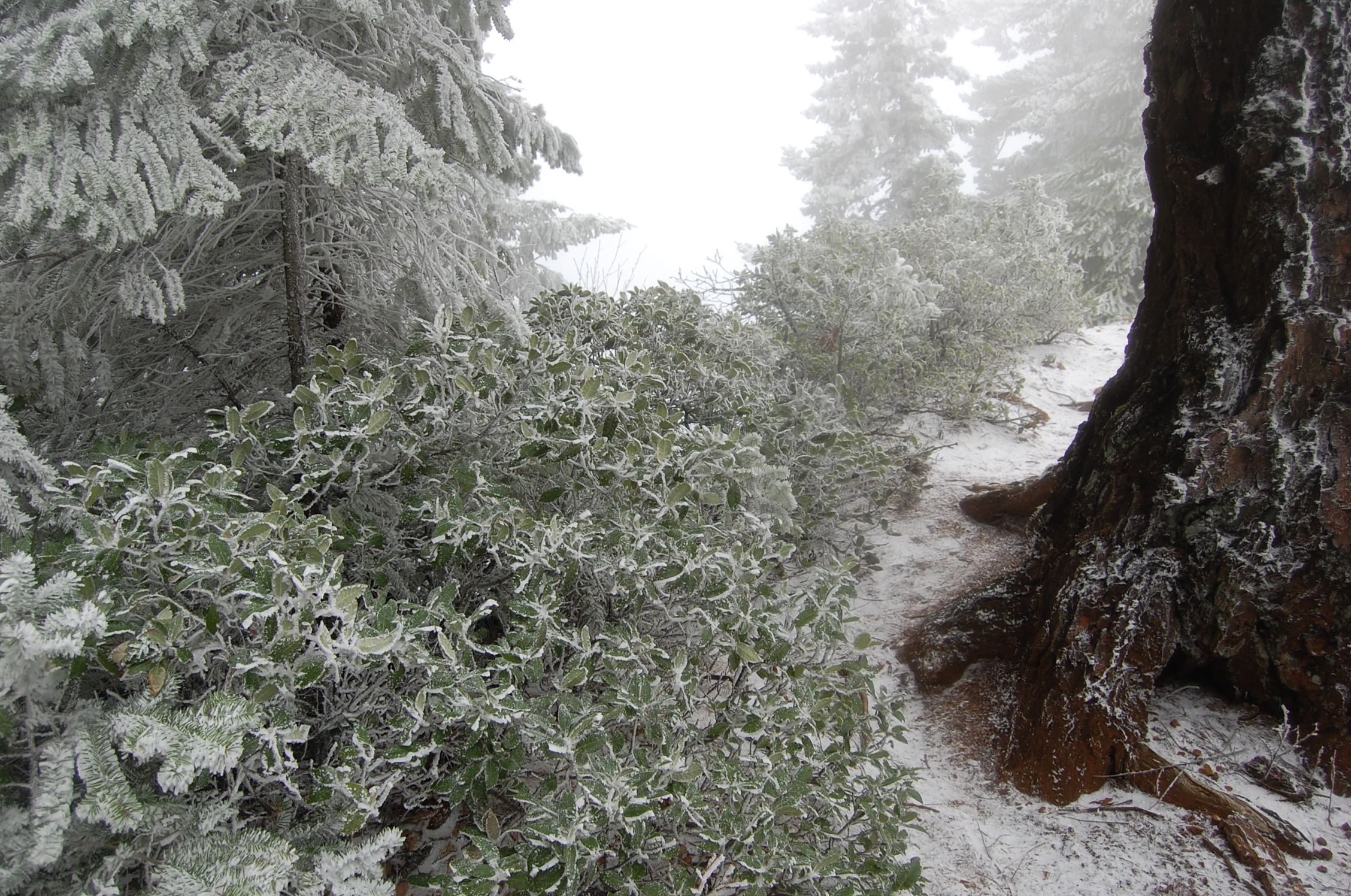 Photo from PCT to Herman Creek -Nick Eaton ridge to Indian Point