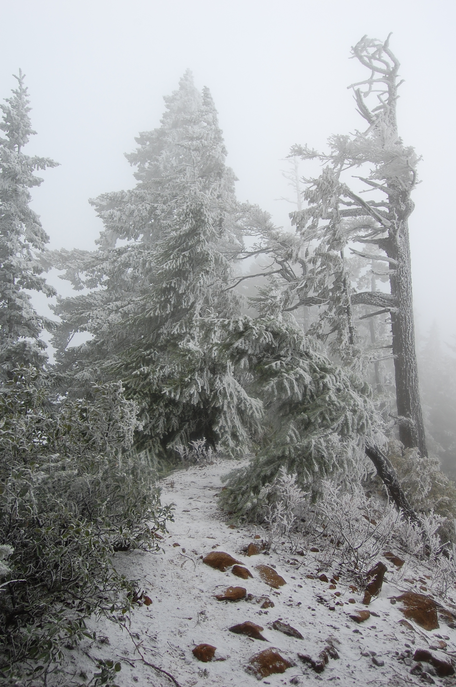 Photo from PCT to Herman Creek -Nick Eaton ridge to Indian Point