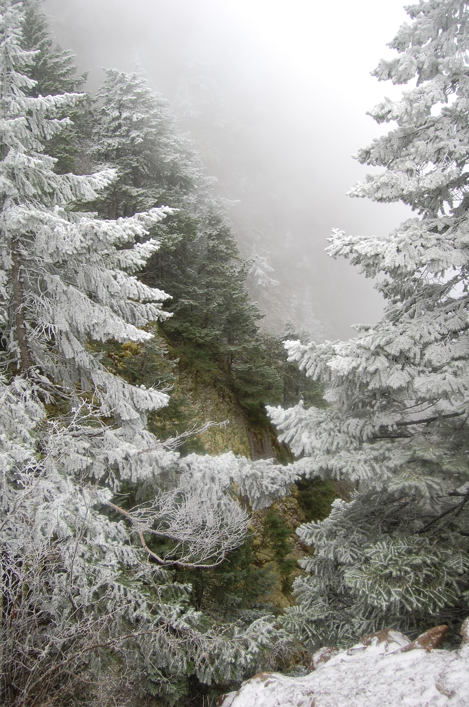 Photo from PCT to Herman Creek -Nick Eaton ridge to Indian Point