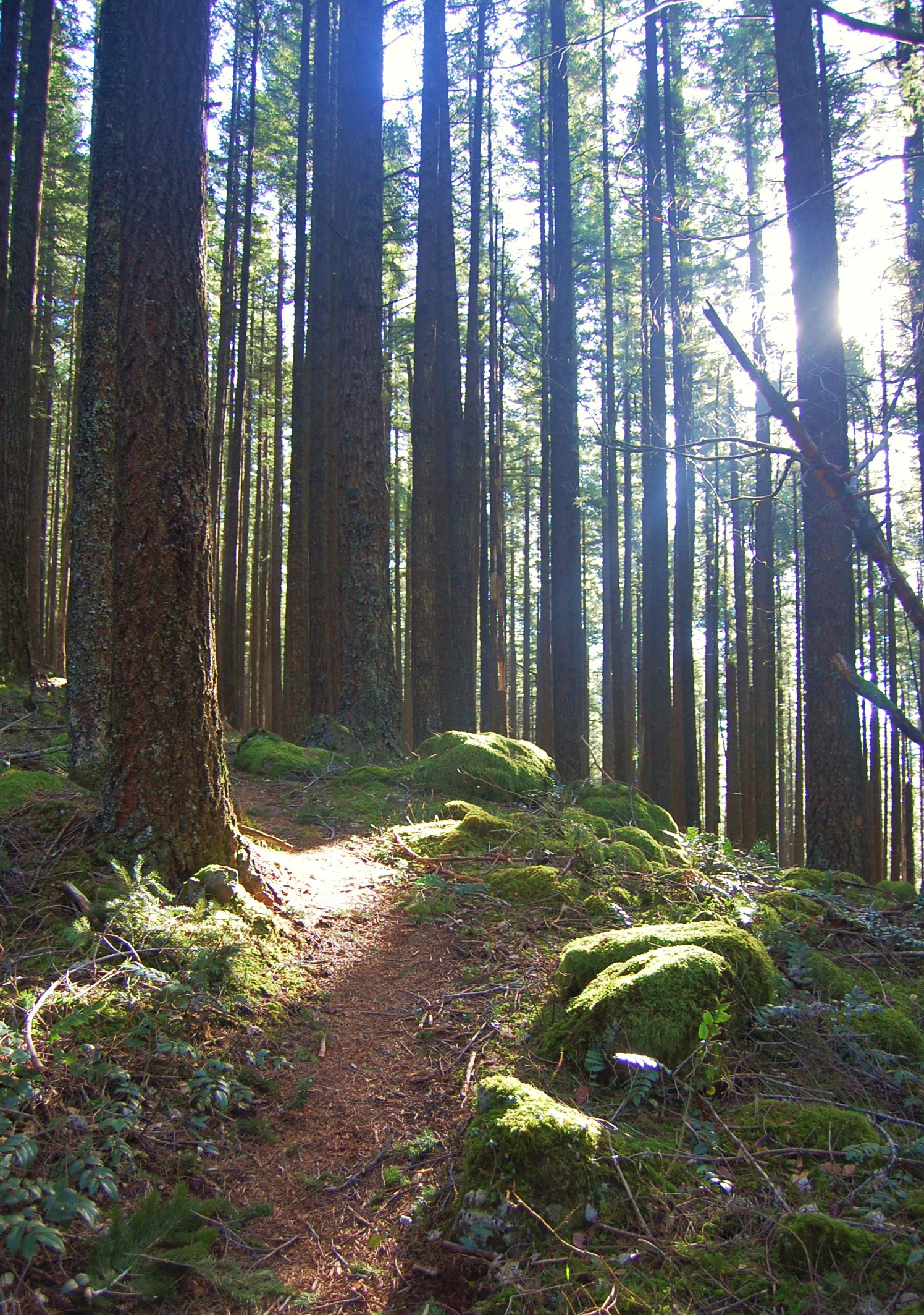 Photo from PCT to Herman Creek -Nick Eaton ridge to Indian Point