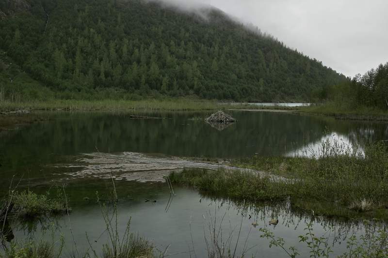 Beavers amaze me. How they figure to build their lodge in the middle of the pond with the underwater entrance without watching spy movies is beyond me.