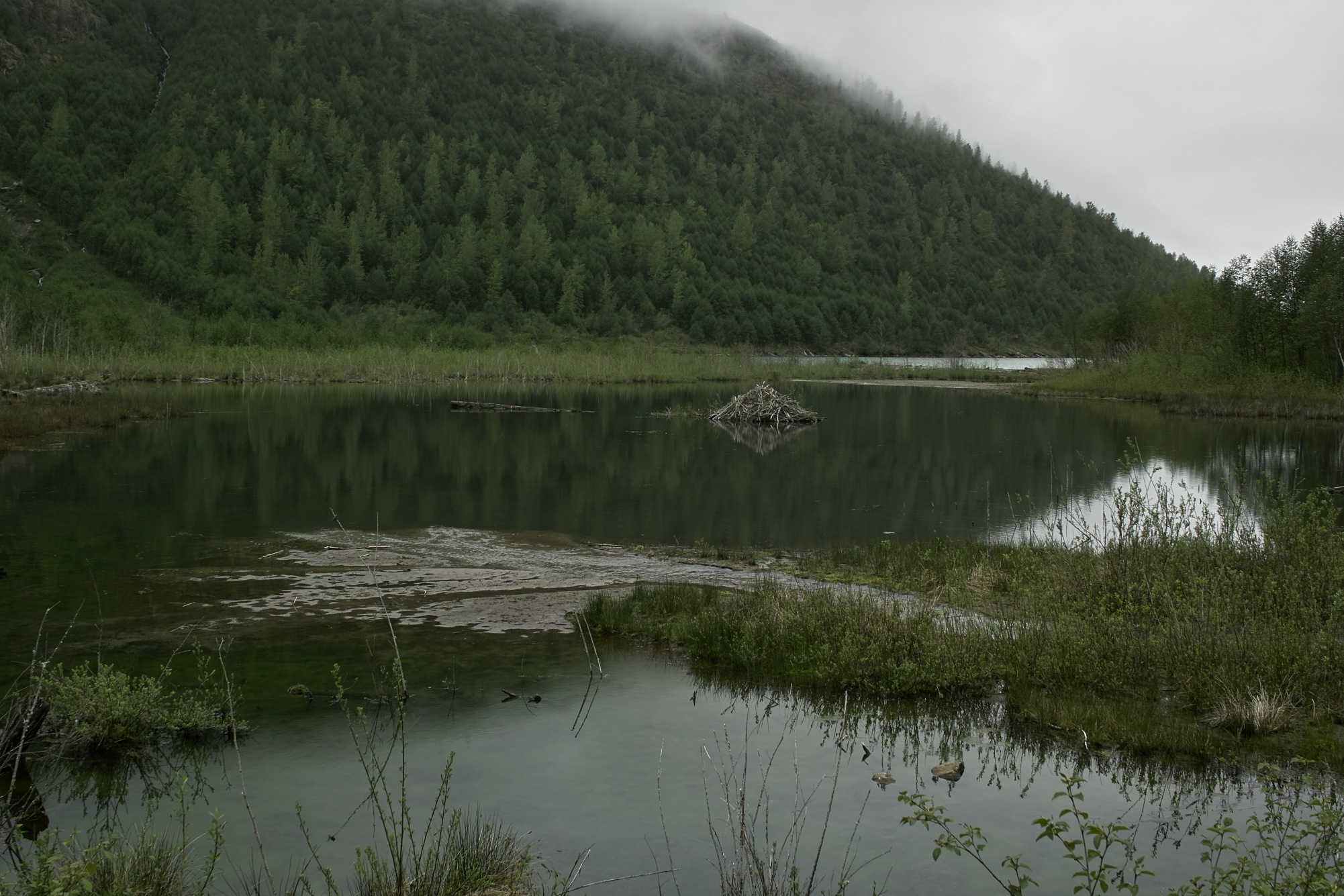 Beavers amaze me. How they figure to build their lodge in the middle of the pond with the underwater entrance without watching spy movies is beyond me.
