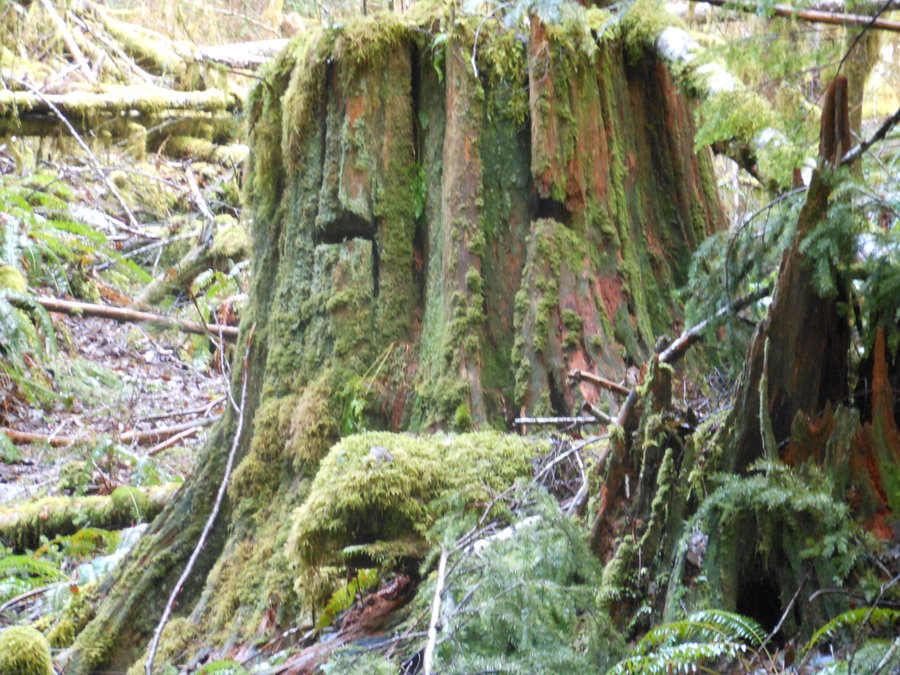 Photo from Steam Donkey Trail