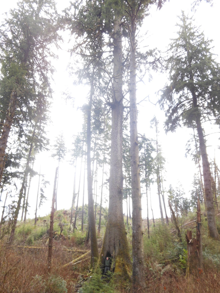 Photo from Cathedral tree to Astoria Column