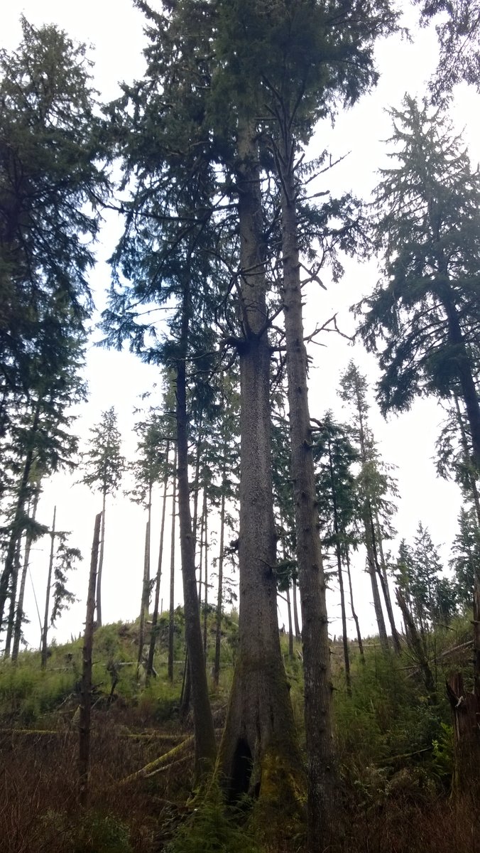 Photo from Cathedral tree to Astoria Column