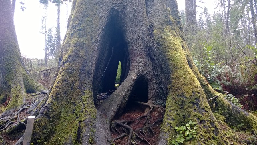Photo from Cathedral tree to Astoria Column