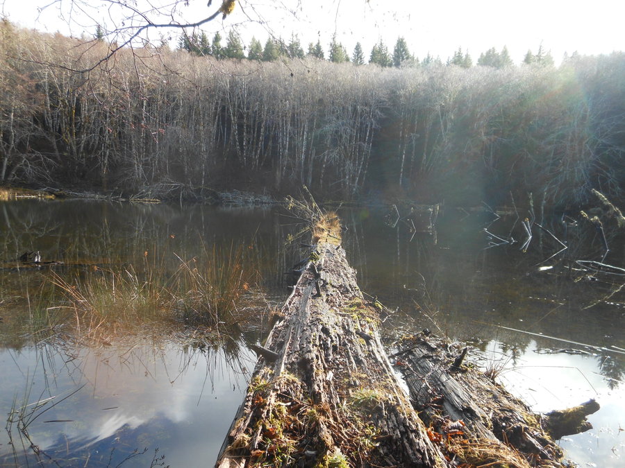 Photo from Bloom Lake