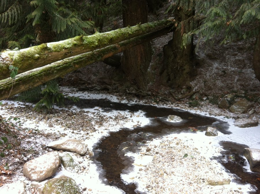 Photo from Butler Creek Greenway