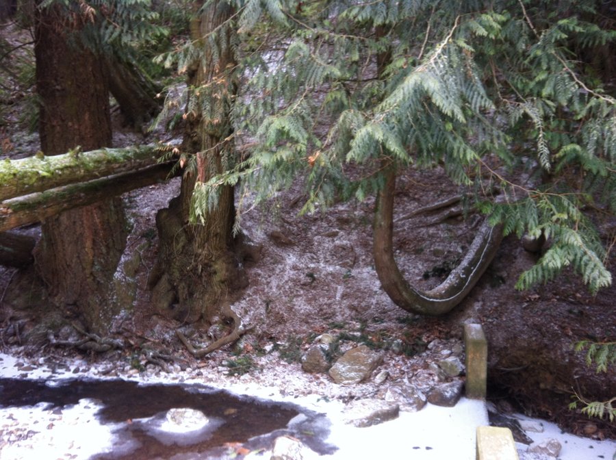 Photo from Butler Creek Greenway