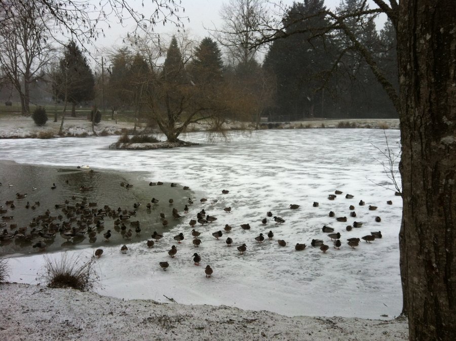 Photo from Butler Creek Greenway