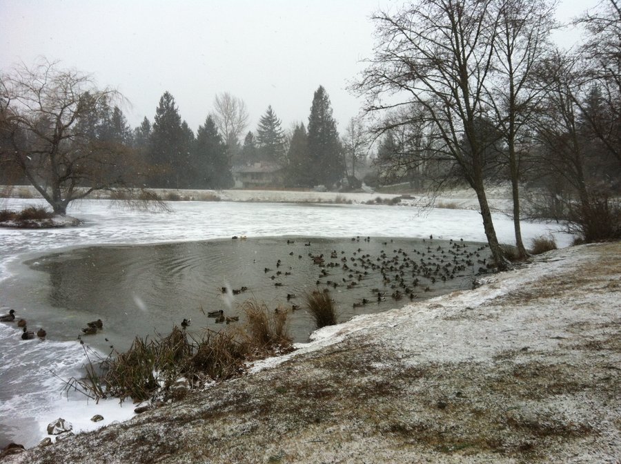 Photo from Butler Creek Greenway