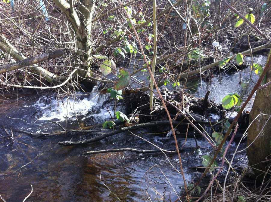 Photo from Salish Ponds