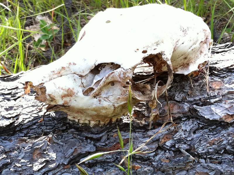 random skull along viewpoint mike trail