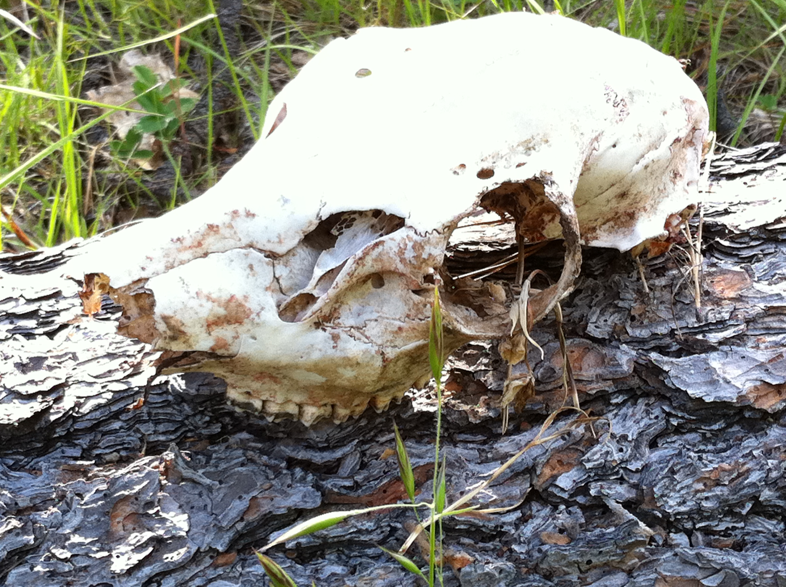 random skull along viewpoint mike trail