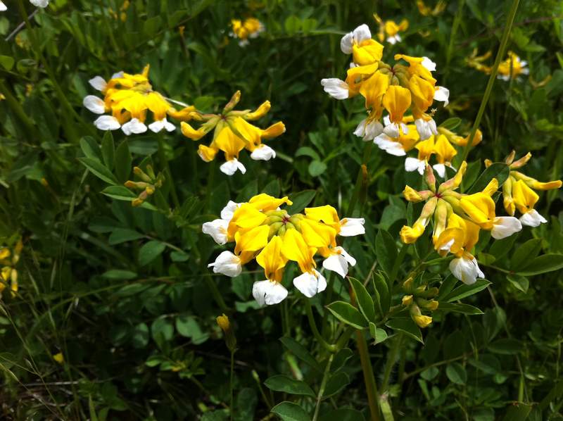 deer vetch