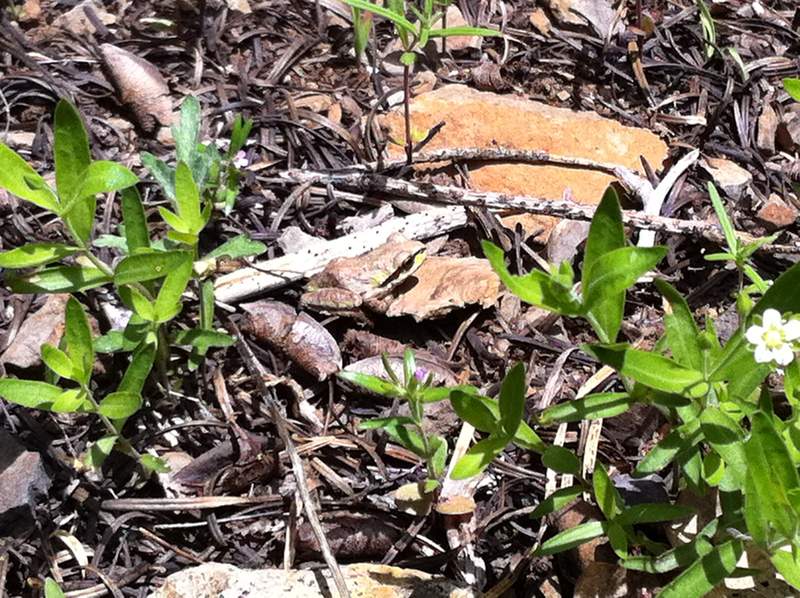 can you see the tiny frog?