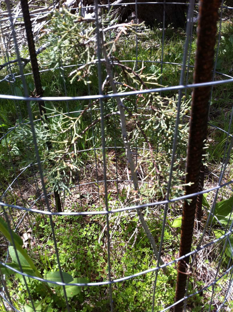 caged cyprus