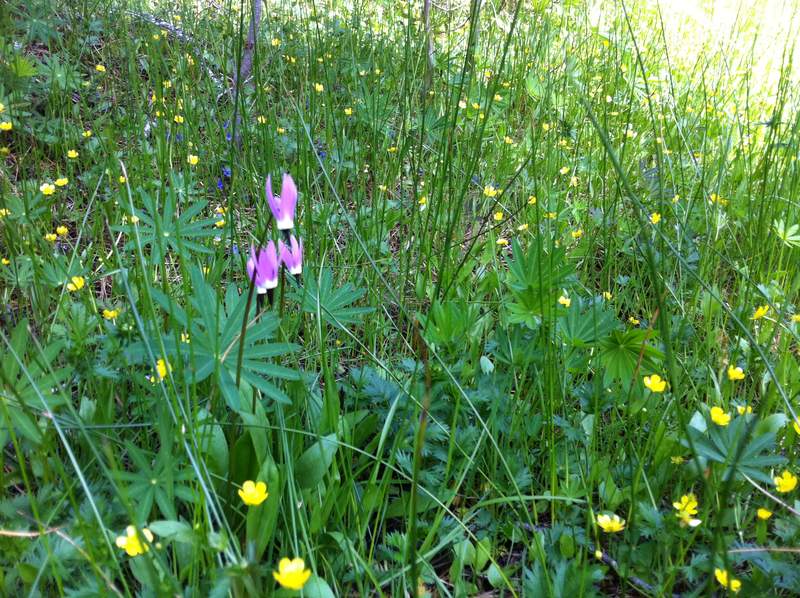spring flowers are sprouting