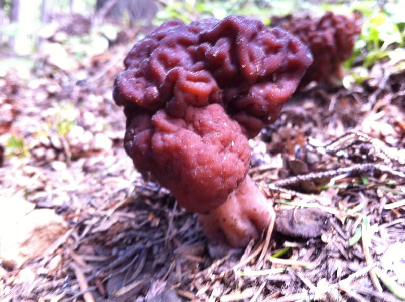 interesting fungus