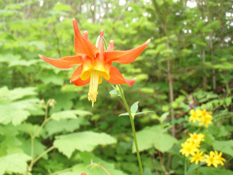 columbine