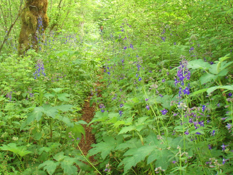 the name of this trail needs to be changed to the delphinium trail!