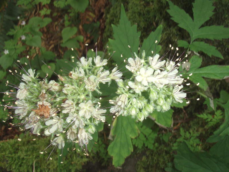 Pacific waterleaf