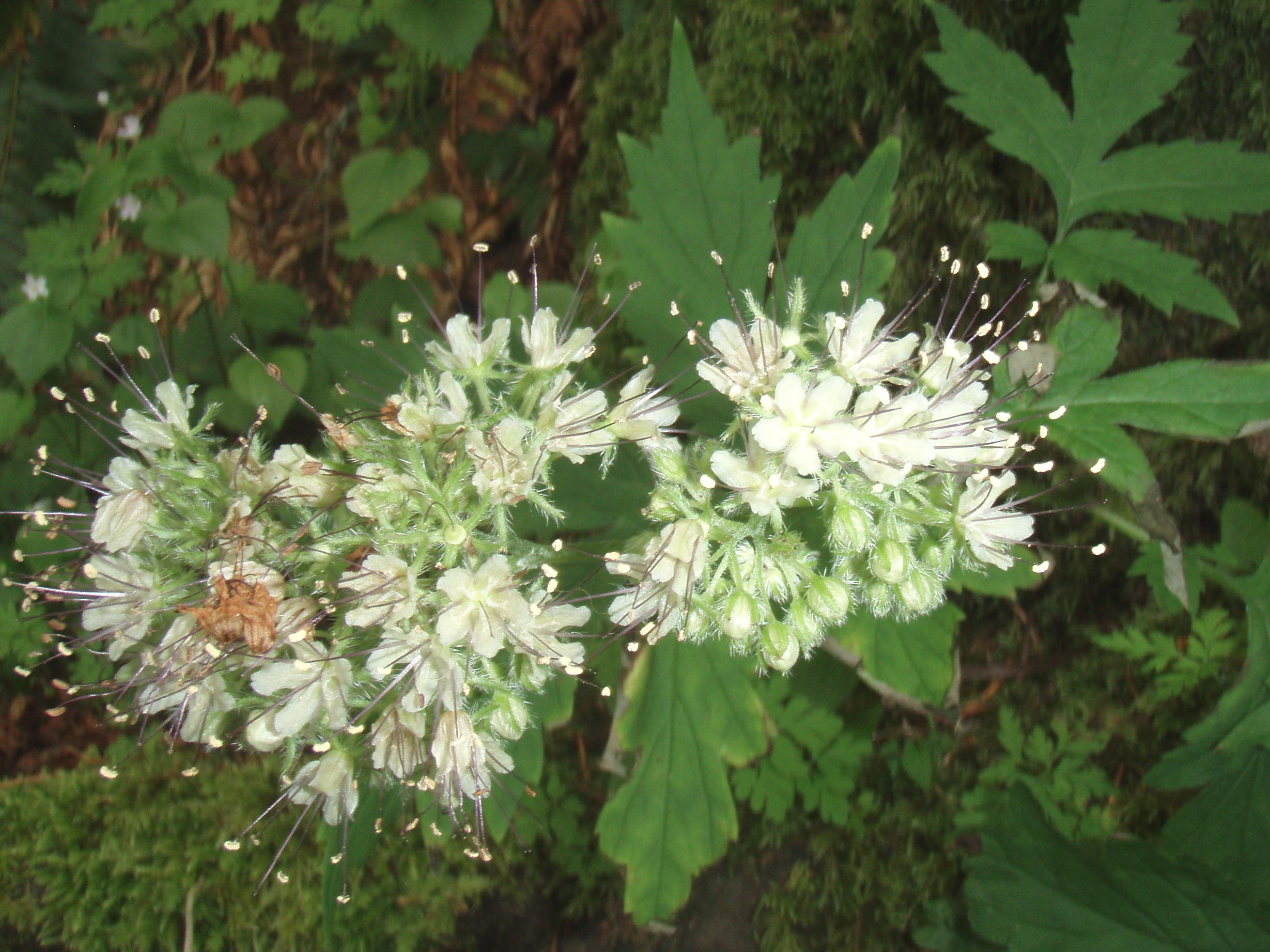 Pacific waterleaf