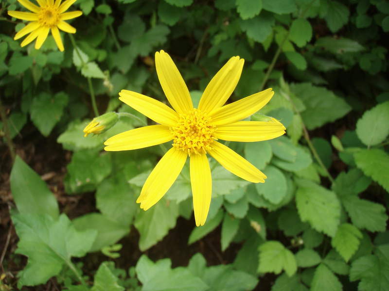 arnica