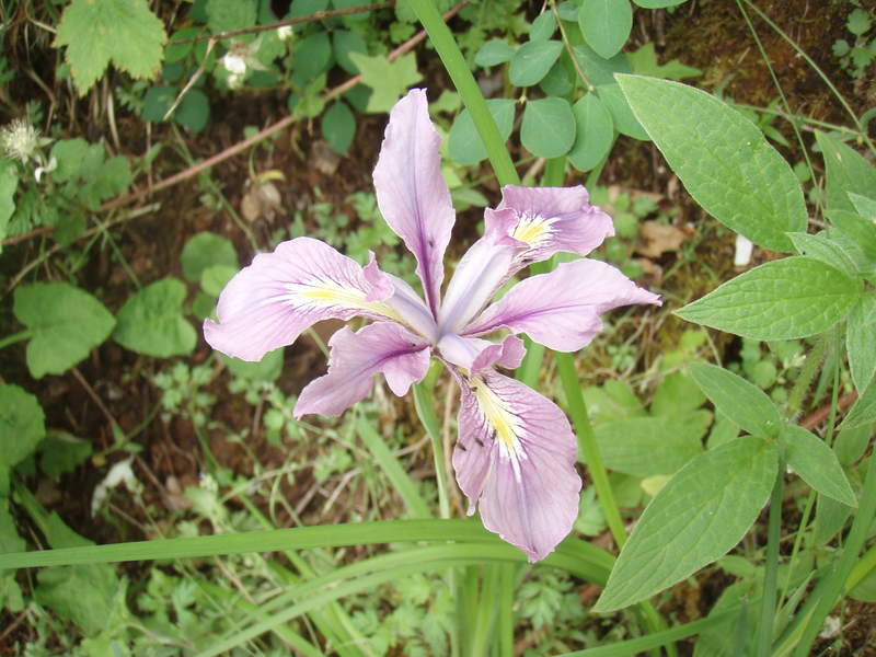 Iris tenax!!!