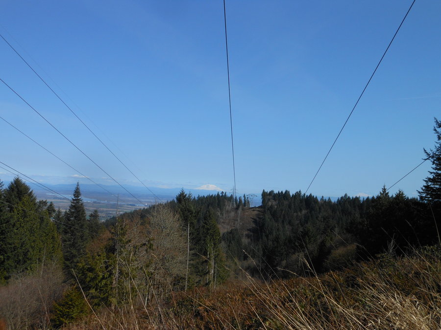 Photo from Forest Park loop from Fire Lane 15