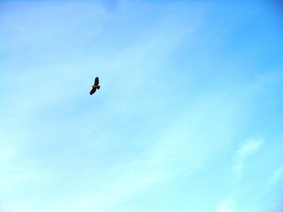 Photo from Catherine Creek Coyote Wall Loop