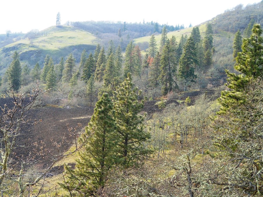 Photo from Catherine Creek Coyote Wall Loop