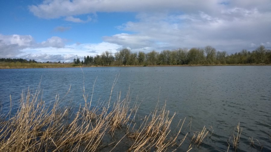 Photo from Jackson Bottom Wetlands