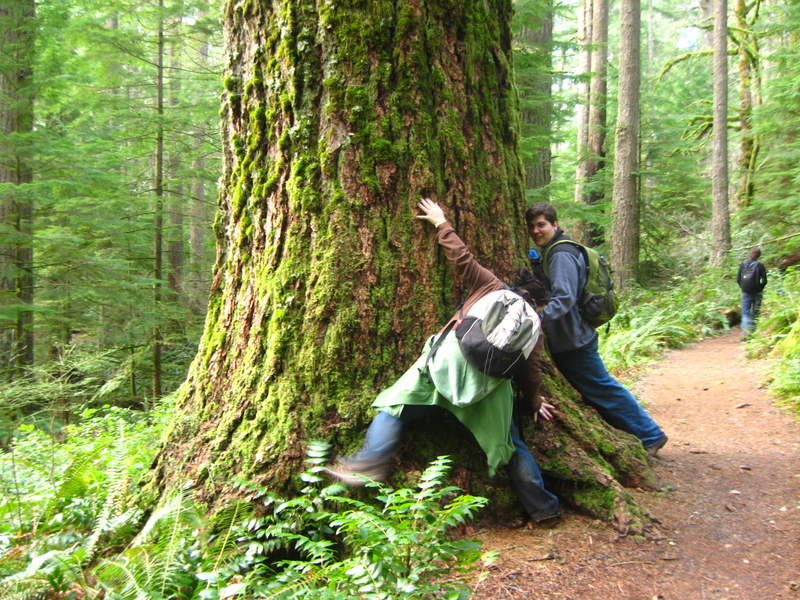 my friends are very exited about the big trees
