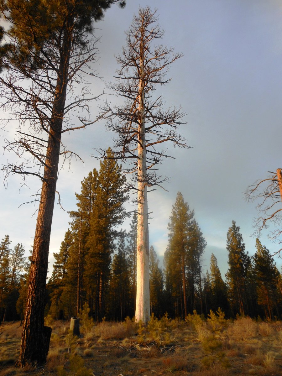 Photo from La Pine State Park Exploration