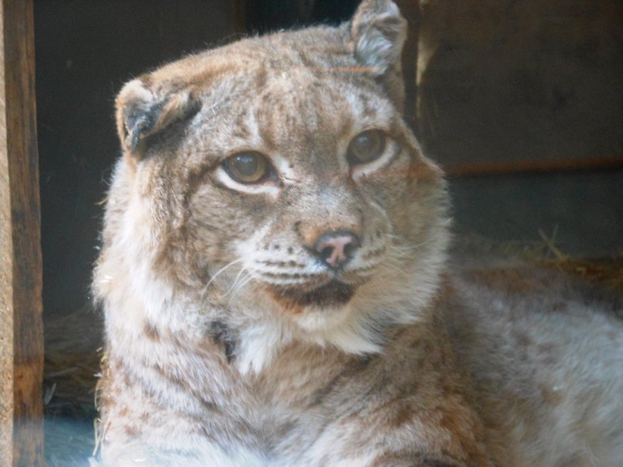 Photo from High Desert Museum