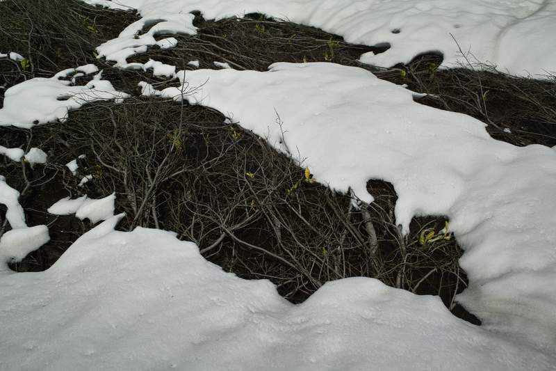 Skunking it up, even under the snow.