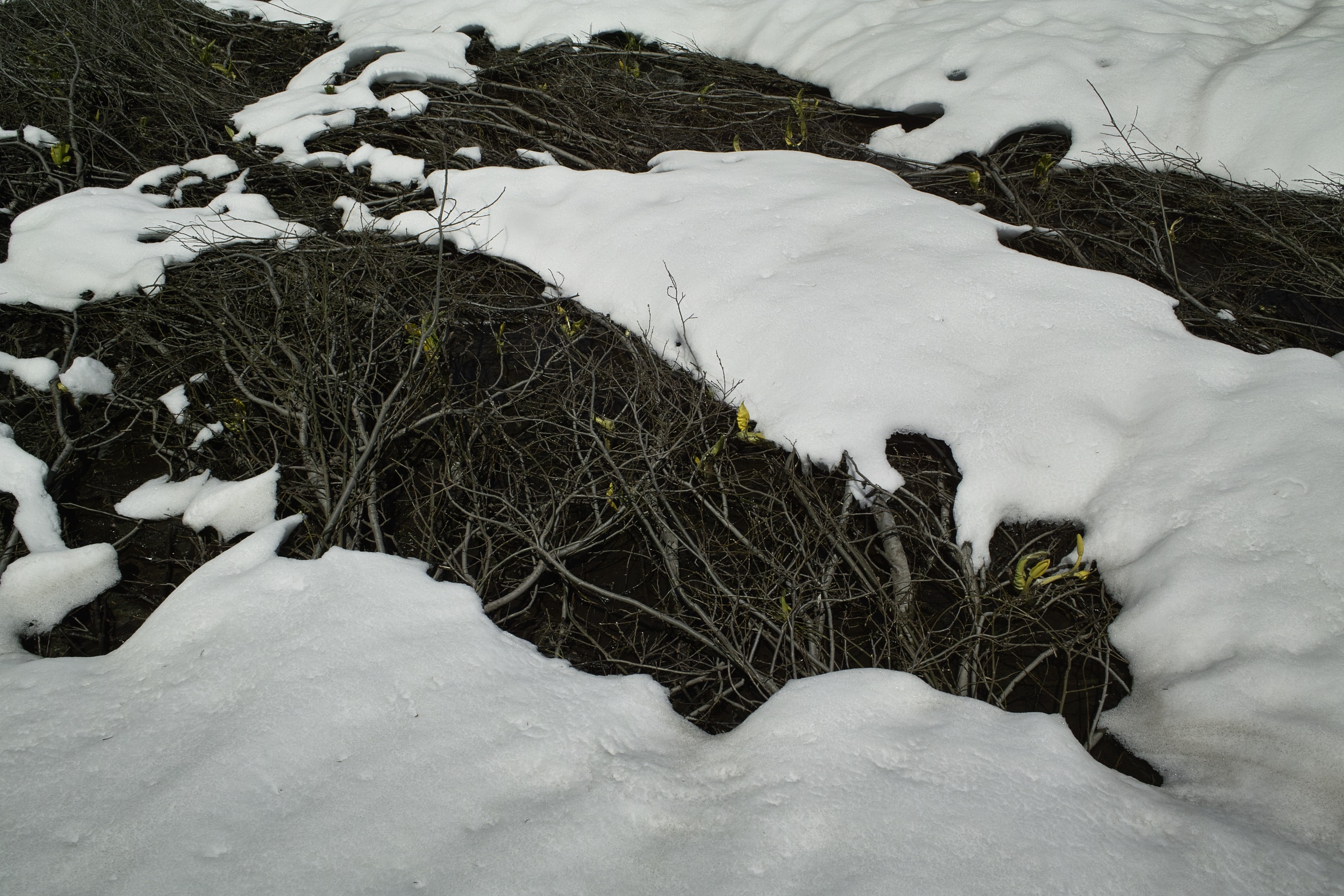 Skunking it up, even under the snow.