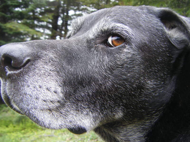 tired dog