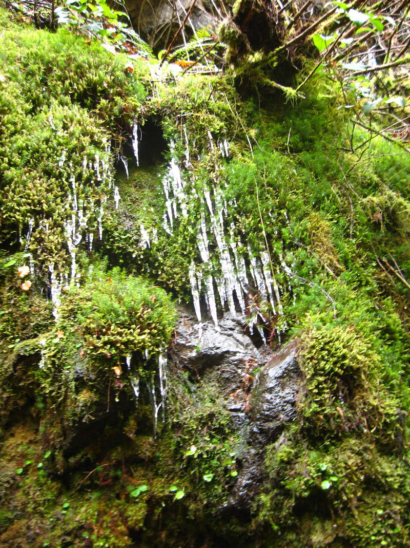 icicle moss